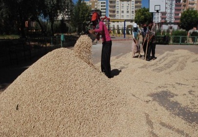 Fıstıklar okullarda sergileniyor 