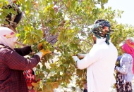 Fıstıkta hasat serüveni başladı