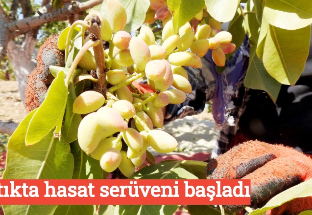 Fıstıkta hasat serüveni başladı