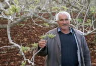 Fıstıkta kalite endişesi