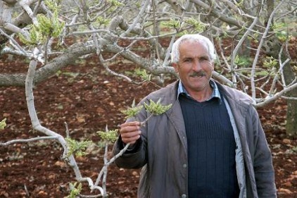 Fıstıkta kalite endişesi