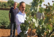 Fıstıkta son 10 yılın en yüksek rekoltesi bekleniyor!