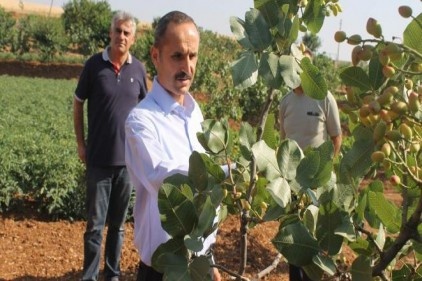 Fıstıkta son 10 yılın en yüksek rekoltesi bekleniyor!