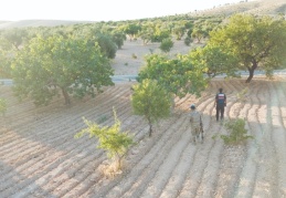 Fıstıktan önce hırsızlar piyasaya çıktı