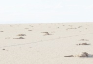 Havzalardaki kuraklık, hatalı tarım politikalarından mı kaynaklanıyor?