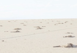 Havzalardaki kuraklık, hatalı tarım politikalarından mı kaynaklanıyor?