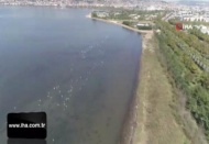 Flamingolar İzmit Körfezi'ne akın etti