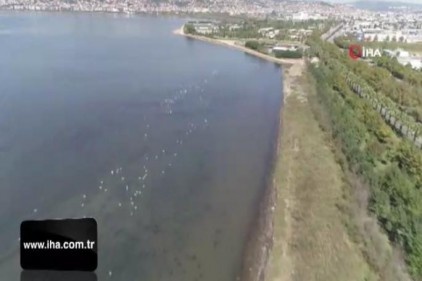 Flamingolar İzmit Körfezi&#039;ne akın etti