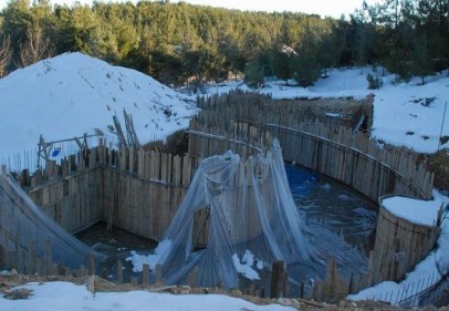 Fok balığı geliyor 