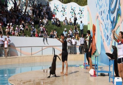 Foklar Uruguay’dan, bakıcıları Meksika’dan, su İskenderun’dan geldi