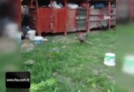 Futbol tutkunu horoz