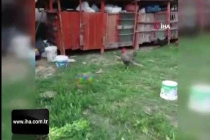 Futbol tutkunu horoz