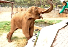 Gabi ve Pili’nin hayallerini koronavirüs suya düşürdü