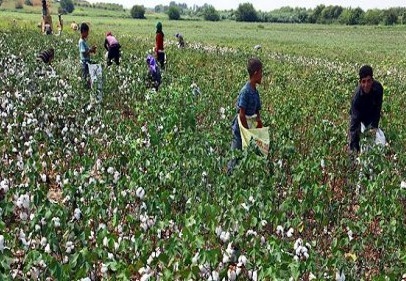 GAP bölgesinde, üreticiler yüksek rekolte bekliyor