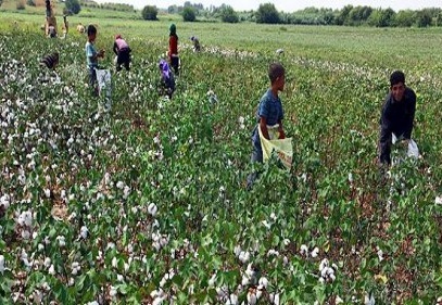 GAP bölgesinde, üreticiler yüksek rekolte bekliyor