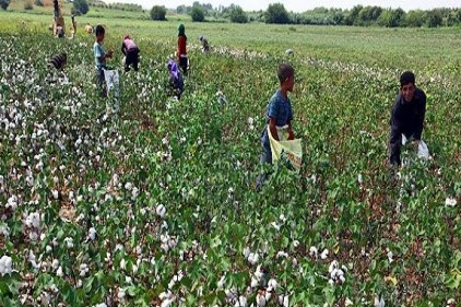 GAP bölgesinde, üreticiler yüksek rekolte bekliyor