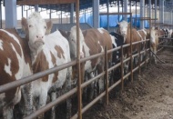 GAP Eylem Planı kapsamında süt sığırcılığı desteklenecek