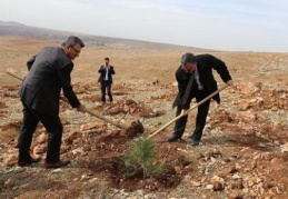“GASKİ Ormanı”na ilk etapta iki bin tane çam fidanı dikildi