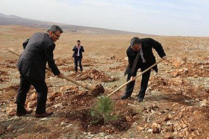 &#8220;GASKİ Ormanı&#8221;na ilk etapta iki bin tane çam fidanı dikildi