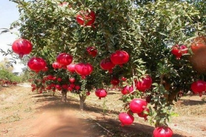 Gaziantep, 14 bin 87 ton üretimle yedinci sırada