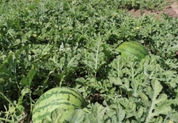 Gaziantep 43 bin ton karpuz üretiyor