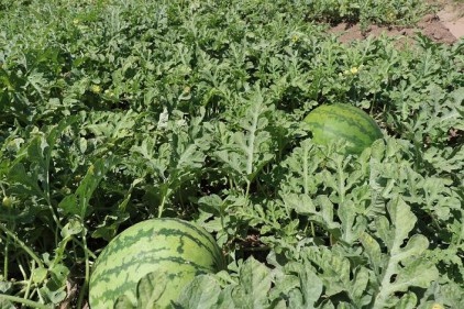 Gaziantep 43 bin ton karpuz üretiyor