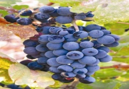 Gaziantep 2 milyon 34 bin 32 dekarla üçüncü sırada