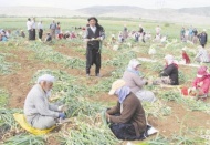 Gaziantep acur, nane ve sarımsakta ilk sırada