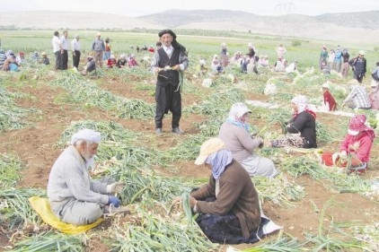 Gaziantep acur, nane ve sarımsakta ilk sırada