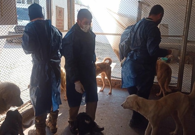 Gaziantep Büyükşehir depremde zarar gören sahipsiz sokak hayvanlarına kol kanat geriyor.