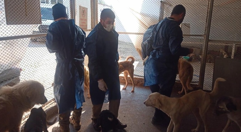 Gaziantep Büyükşehir depremde zarar gören sahipsiz sokak hayvanlarına kol kanat geriyor.