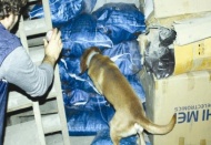 Gaziantep Captagon ve sahte parada birinci 