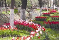 Gaziantep lalelerle bezendi