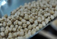 Gaziantep nohut üretiminde söz sahibi olacak 