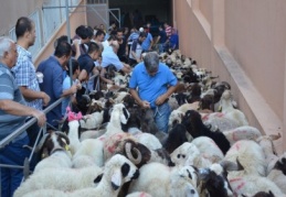 Gaziantep Yardım Vakfı'nda Kurban Bayramı hazırlığı