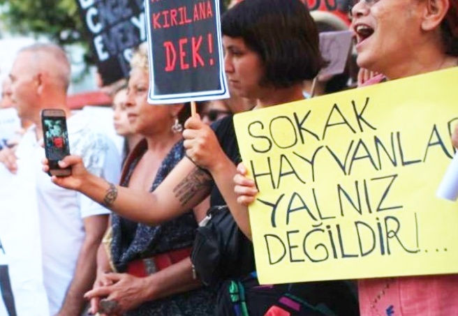 Gaziantep'te 3 kedi şişlenerek öldürüldü!