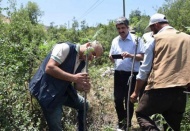 Gaziantep’de menengiç ağaçları Antep fıstığına dönüşüyor 