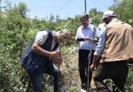 Gaziantep’de menengiç ağaçları Antep fıstığına dönüşüyor 
