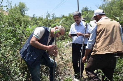 Gaziantep&#8217;de menengiç ağaçları Antep fıstığına dönüşüyor 