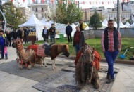 Gazianteplilerin deveye ilgisi büyük