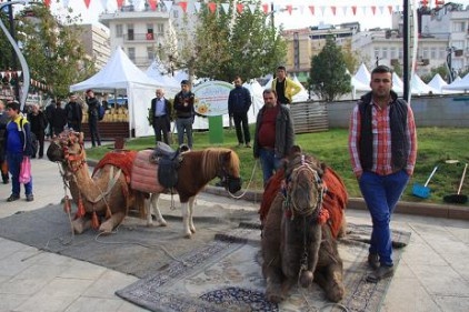Gazianteplilerin deveye ilgisi büyük