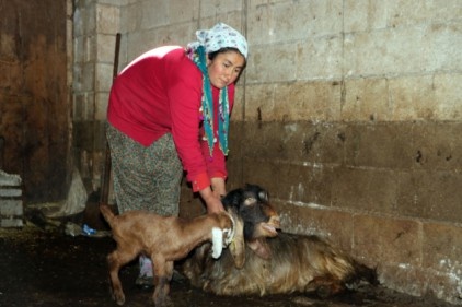 Gaziantep&#039;te 20 günde onlarca hayvan telef oldu 