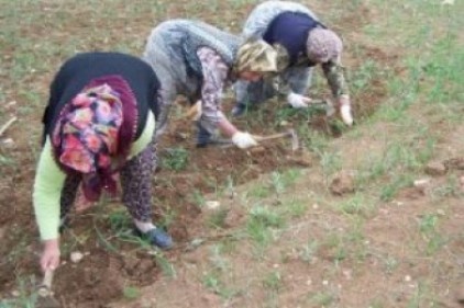 Gaziantep’te 138 kadın çiftçi eğitildi