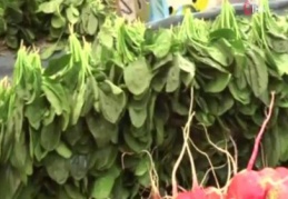 Gaziantep’te 3 kişi Tatula’dan zehirlendi