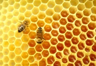 Gaziantep’te 2012 yılında 149 ton bal üretildi