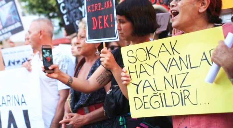 Gaziantep'te 3 kedi şişlenerek öldürüldü!