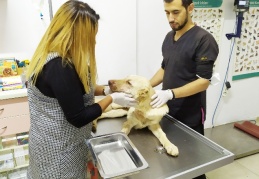 Gaziantep'te 6 aylık köpeğe yapılan işkence pes dedirtti
