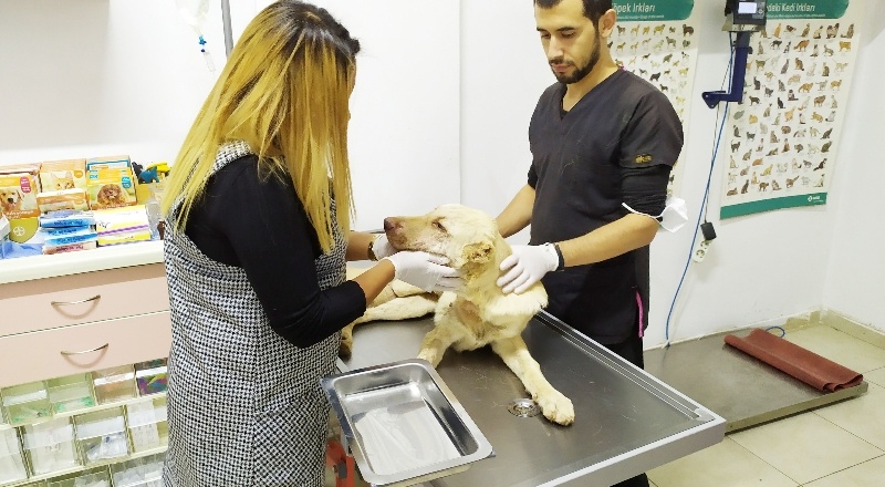 Gaziantep'te 6 aylık köpeğe yapılan işkence pes dedirtti