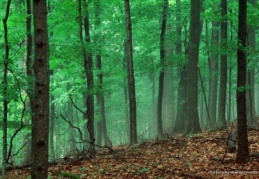 2B ş arazileri satışındaki başvuru süresi uzatıldı 