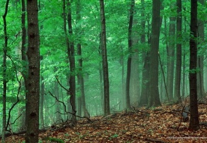 2B ş arazileri satışındaki başvuru süresi uzatıldı 